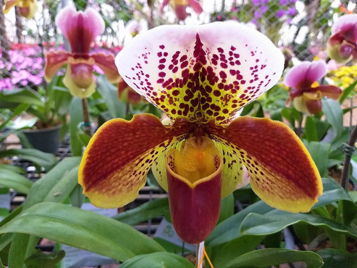 A purple and yellow orchid flower
