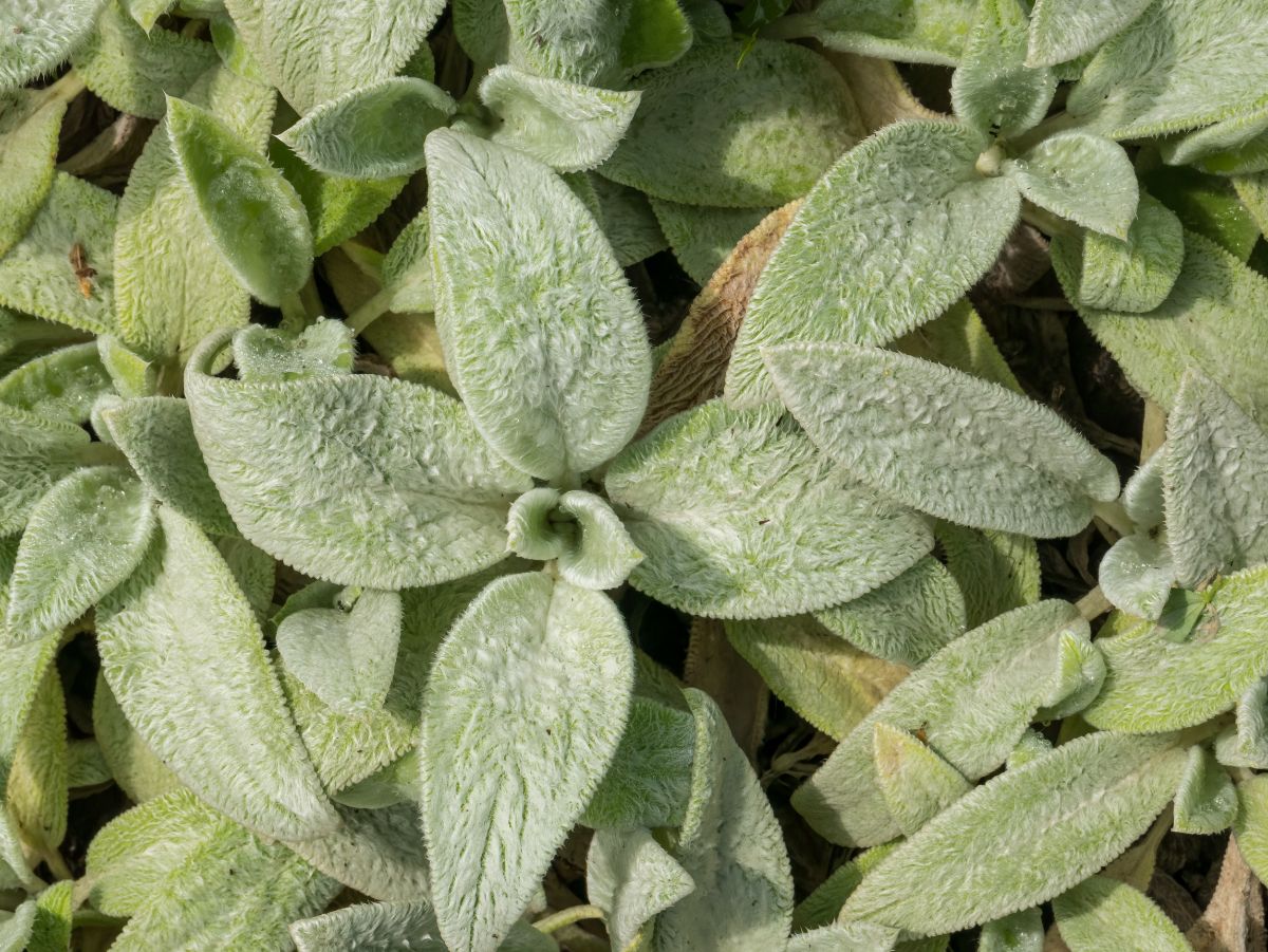 Lamb's ears plants look soft to the touch