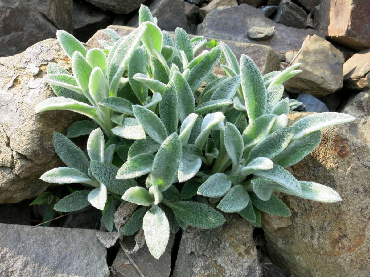 Lamb's ears grow in a rock garden