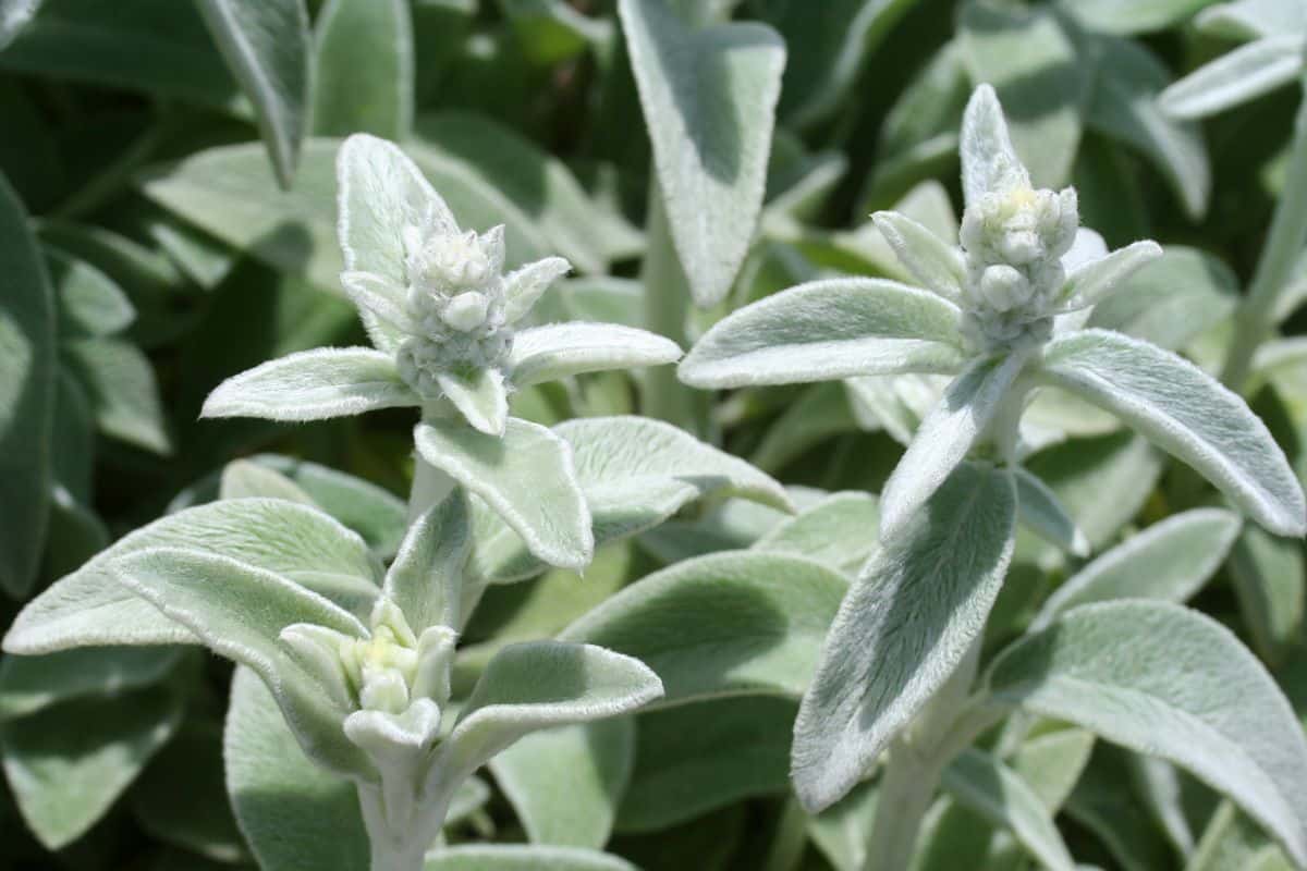 Lamb's ears buds getting ready to bloom