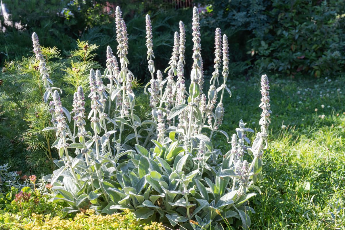 Lamb's ears plants in full bloom