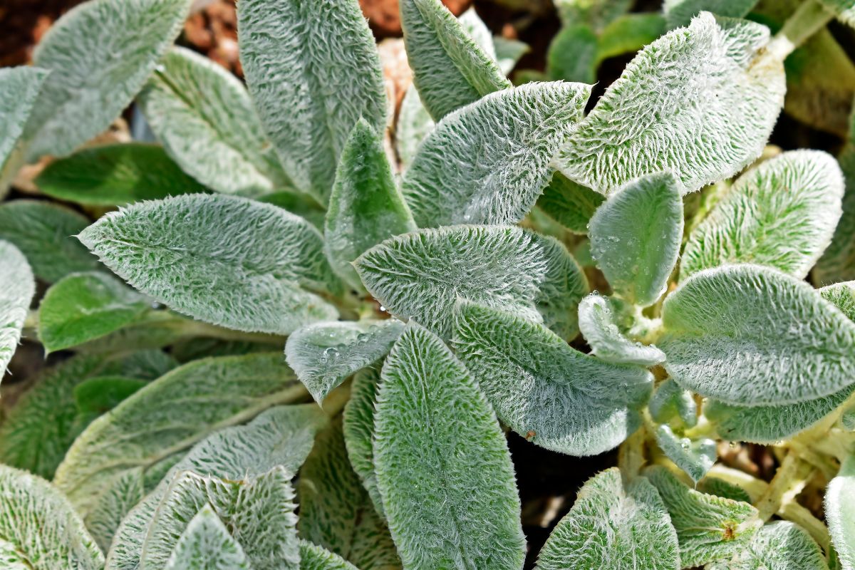 Soft, fuzzy lamb's ears grow in a perennial garden