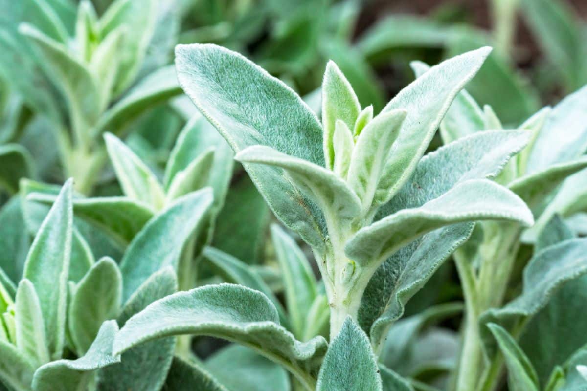 Lamb's ears leaves grow on a shooting stem