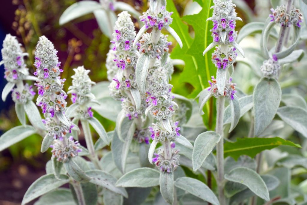 lamb-s-ears-full-growing-guide-plant-grow-and-care-gardening