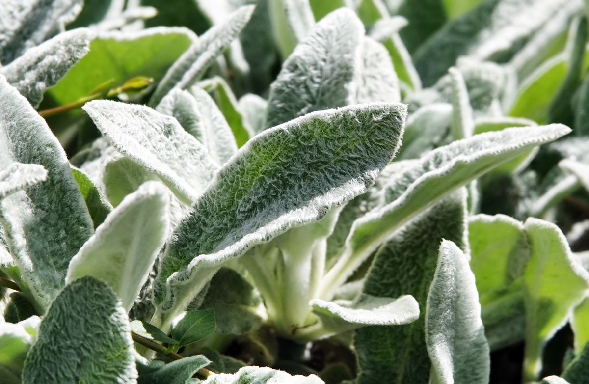 A close look at the fuzz on a lamb's ear plant
