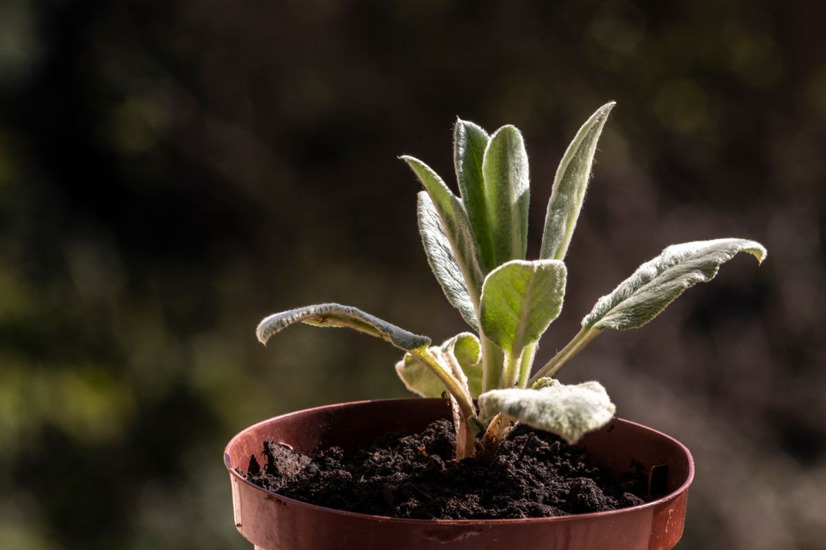 A lamb's ear plant grows in a nursery pot