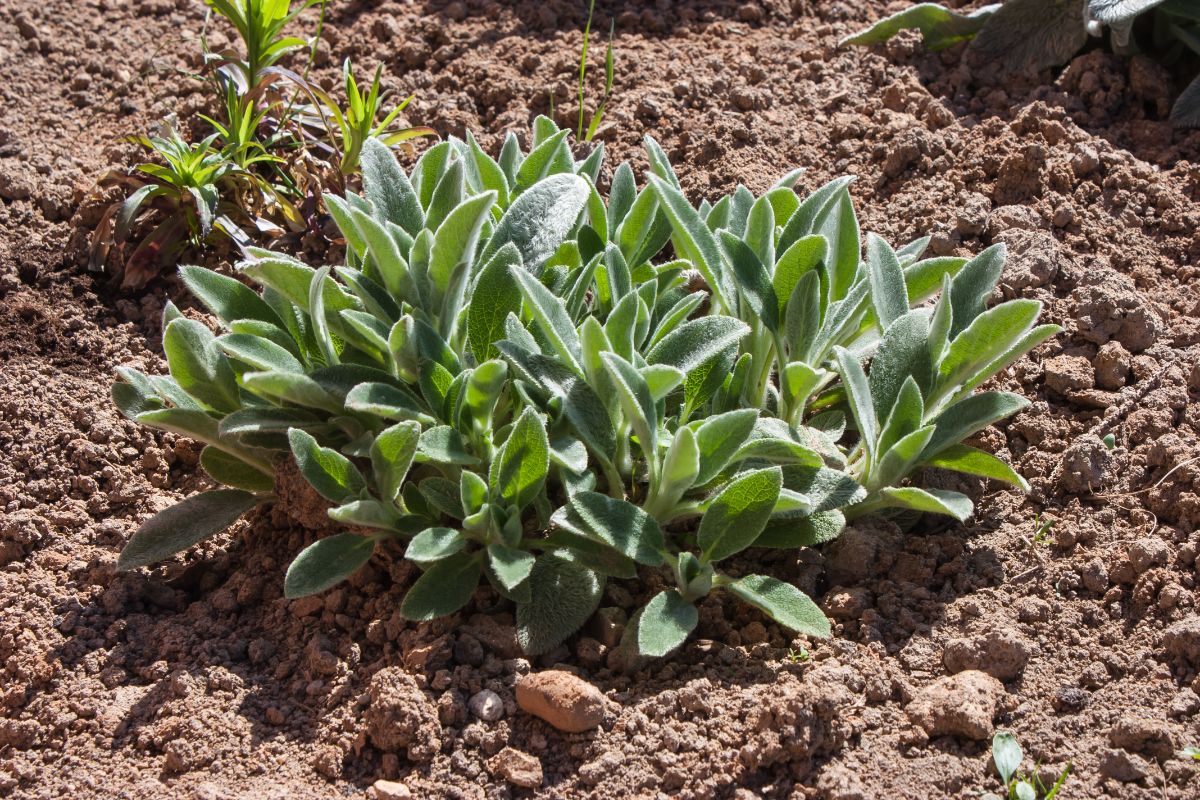 A new lamb's ear plant is planted in a soil bed