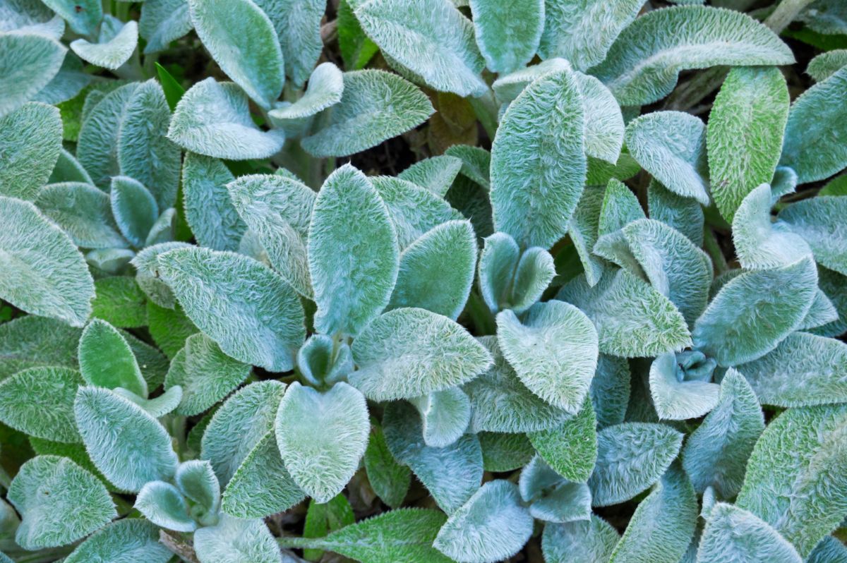 A patch of lamb's ear plants is ready to be divided