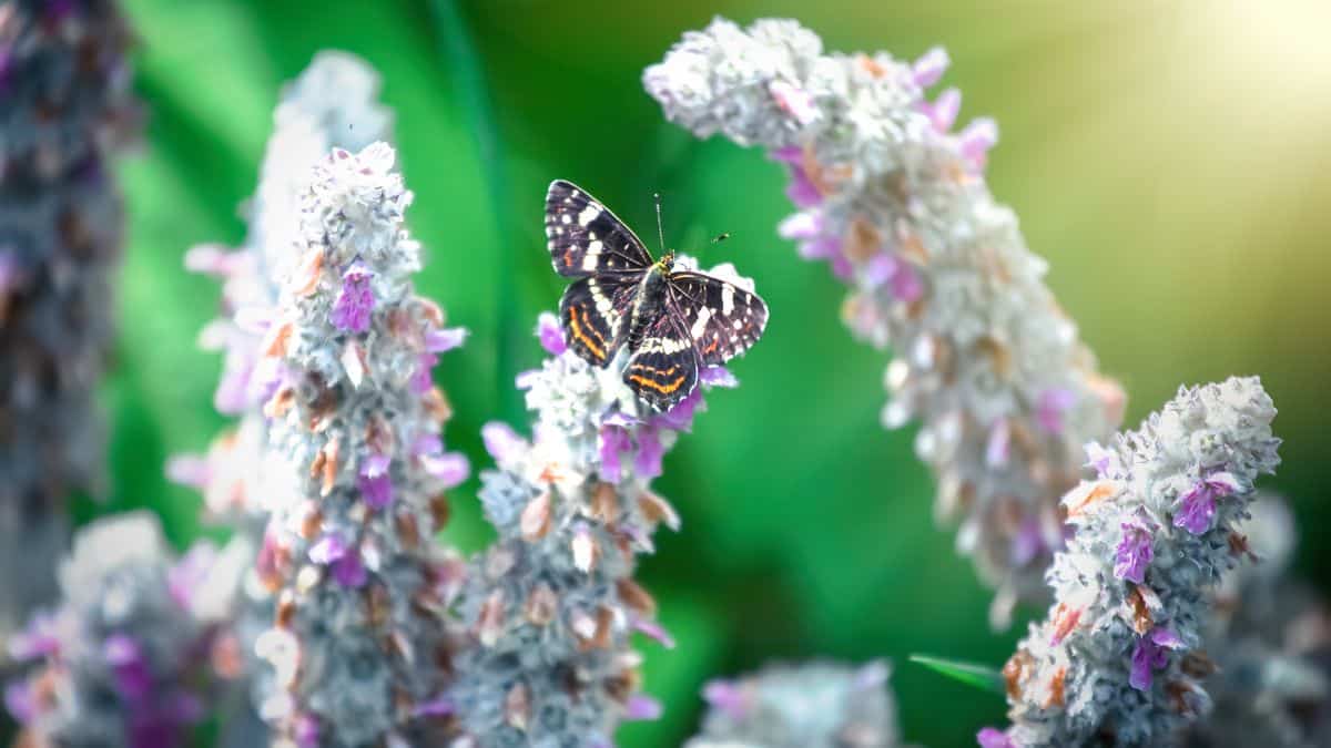 A butterfly lights on a lamb's ear flower spike