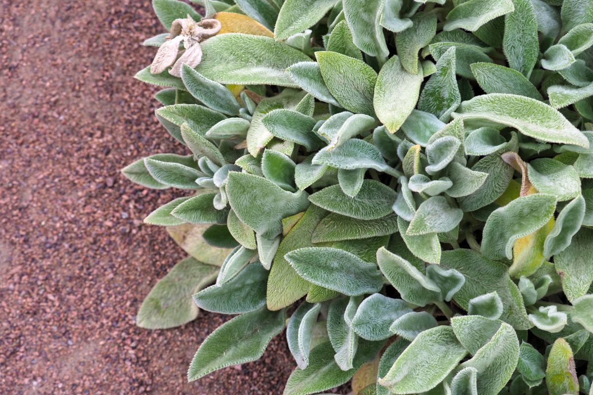 A thriving patch of lamb's ears borders a perennial bed