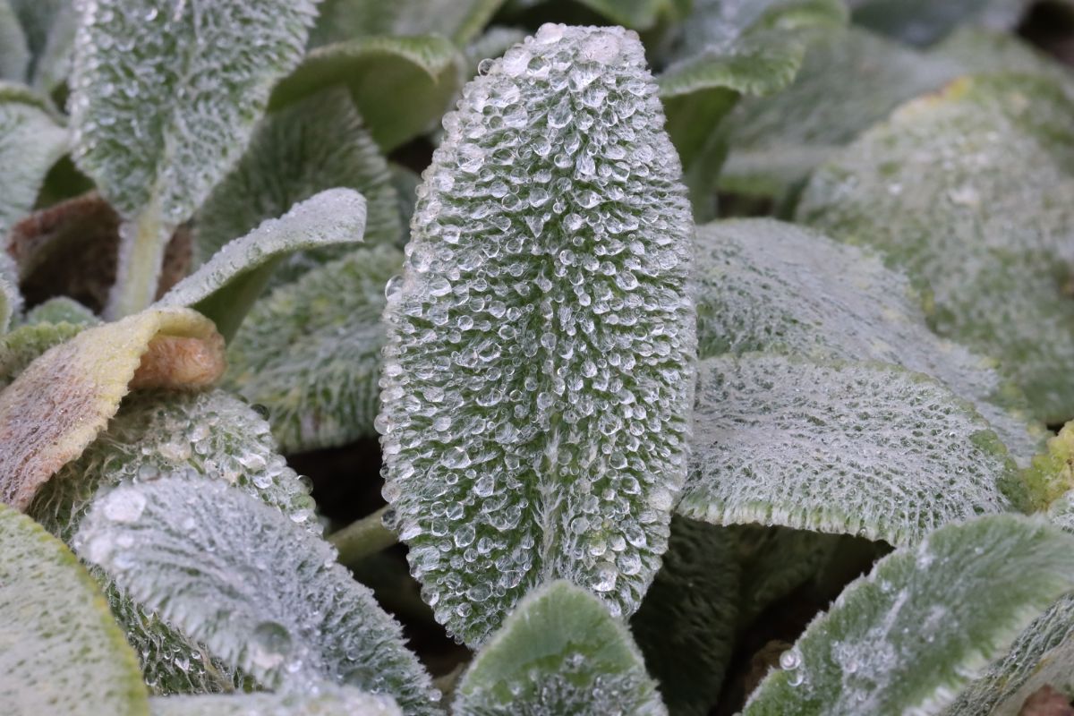 Wet lamb's ears hold droplets of water in their fuzz