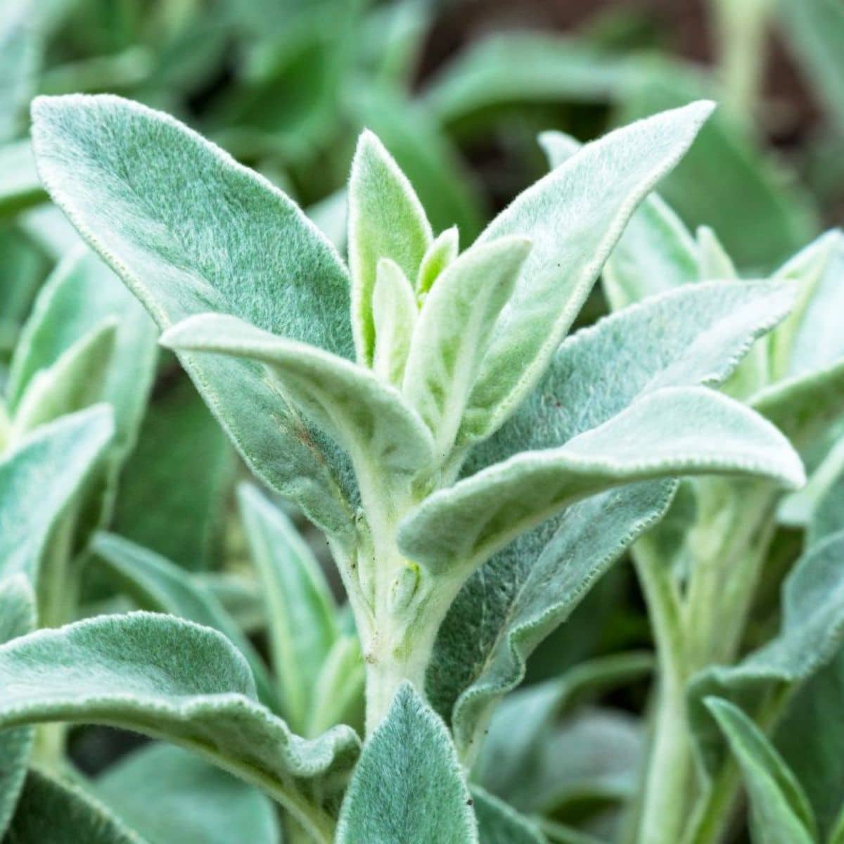 A Lamb's ears plant with beautiful fuzzy foliage.