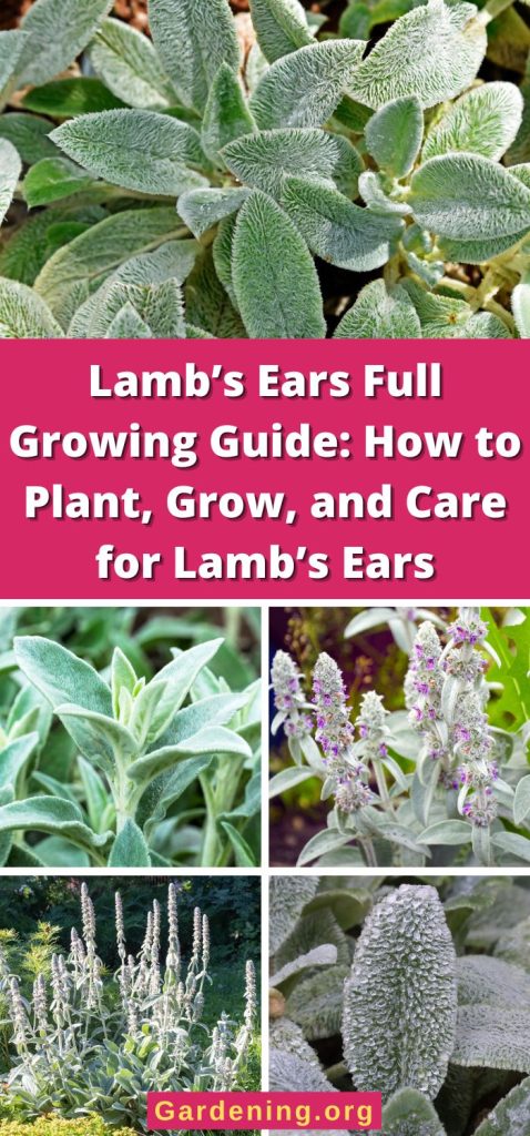 Lamb’s Ears Full Growing Guide: How to Plant, Grow, and Care for Lamb’s Ears pinterest image.