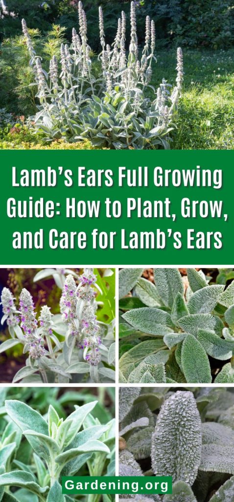 Lamb’s Ears Full Growing Guide: How to Plant, Grow, and Care for Lamb’s Ears pinterest image.