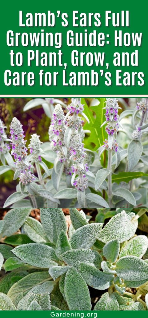 Lamb’s Ears Full Growing Guide: How to Plant, Grow, and Care for Lamb’s Ears pinterest image.