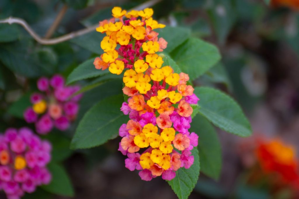 Lantana Flowers Full Growing Guide (Plant, Grow, and Care) - Gardening