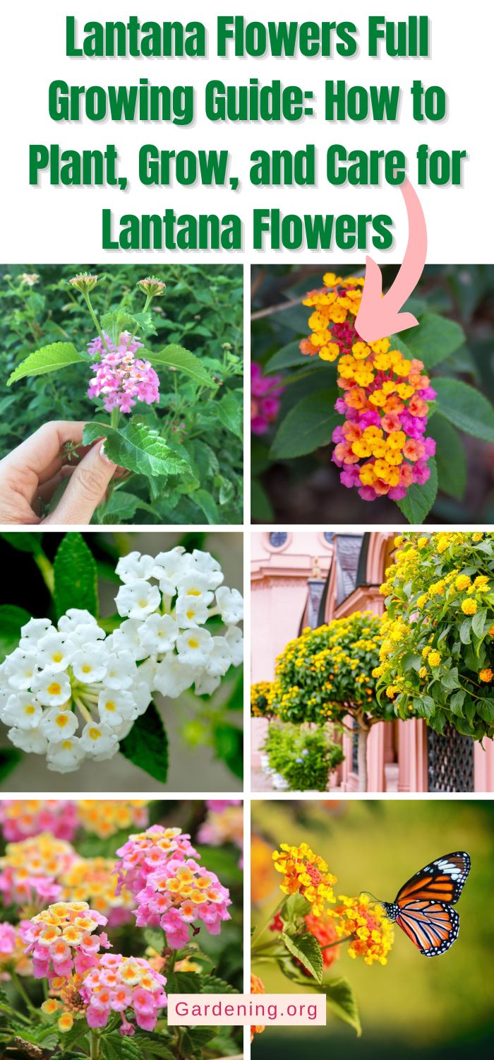 Lantana Flowers Full Growing Guide (Plant, Grow, and Care) - Gardening