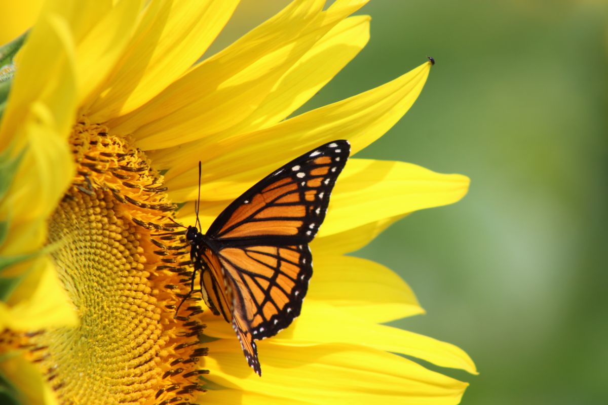 A Monarch butterfly on a sunflower