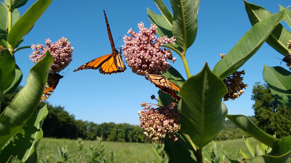 Monarch butterflies on milkweed