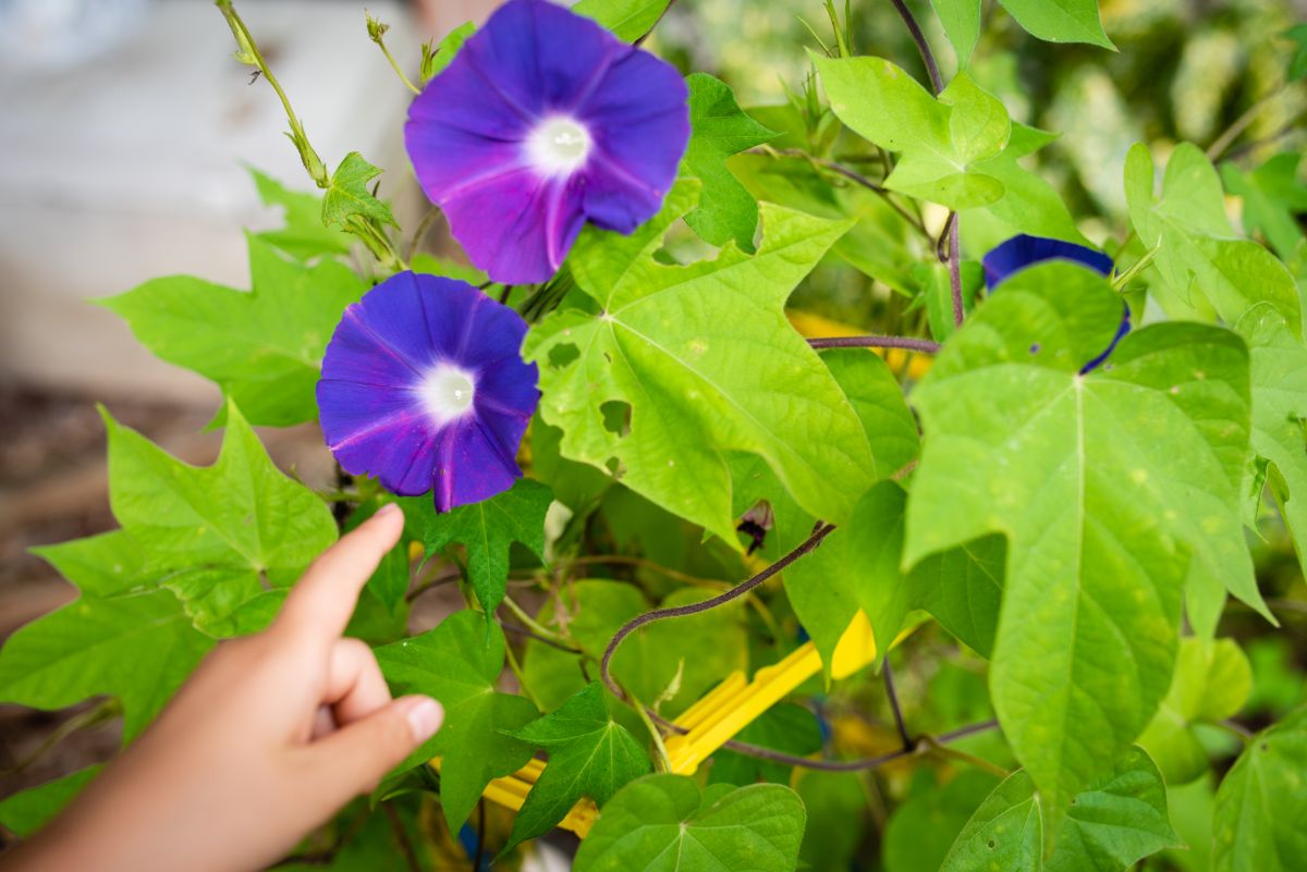 Classic purple morning glory flowers