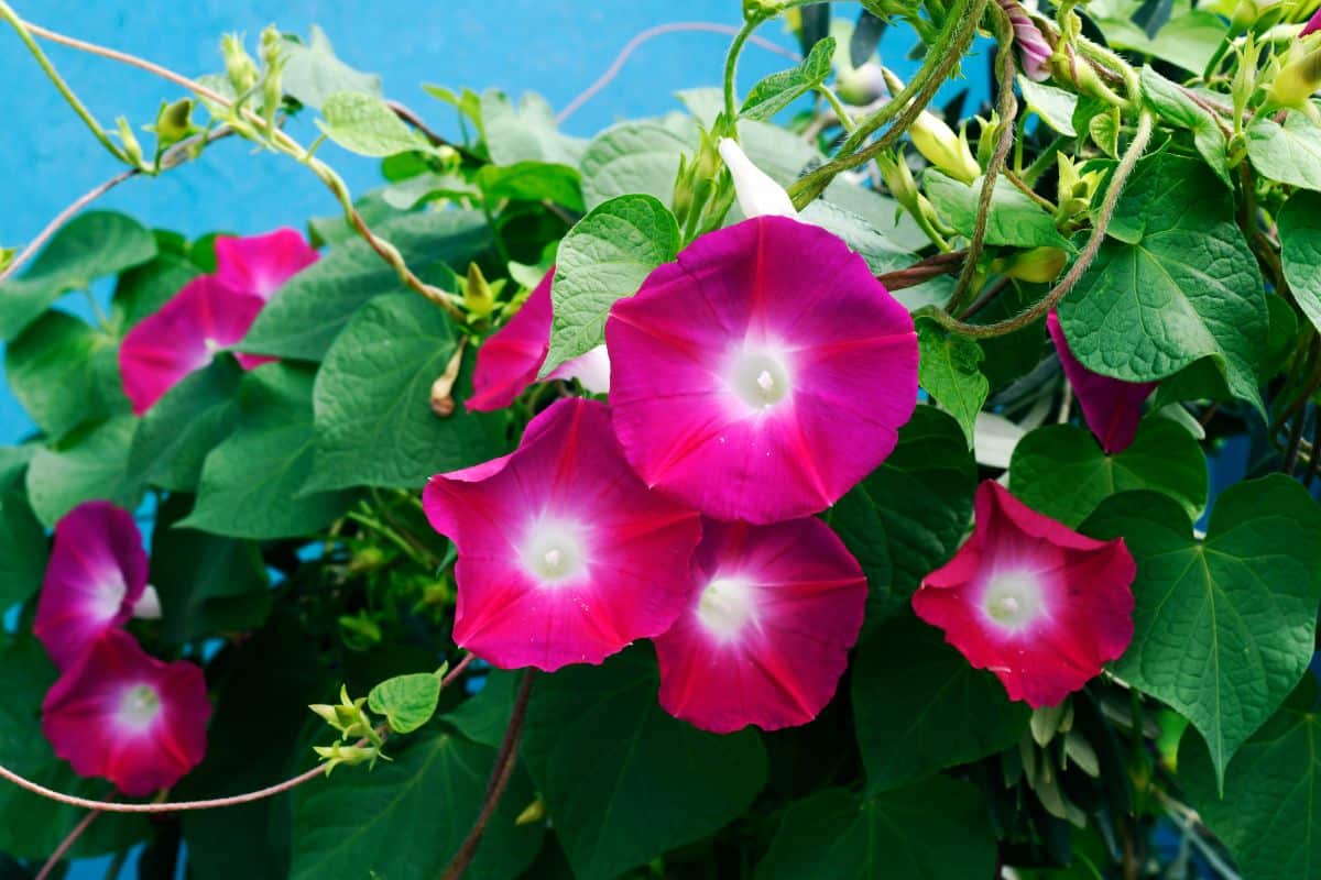 Red morning glory flowers