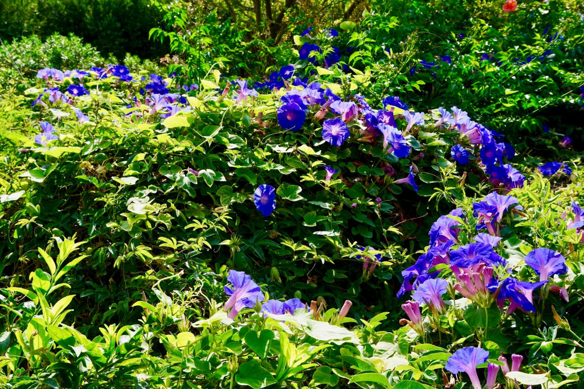 Morning glories used to cover an unsightly area of landscape
