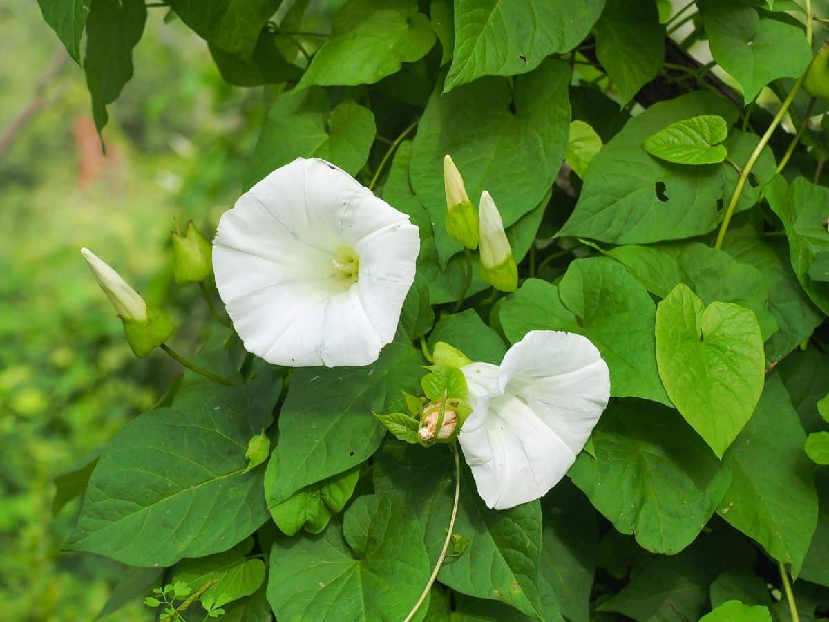 White morning glory flowers