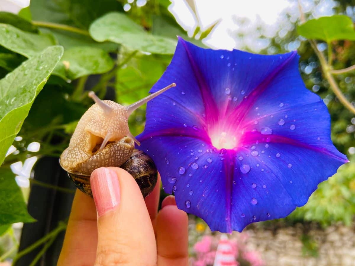 A snail is pulled from a morning glory plant