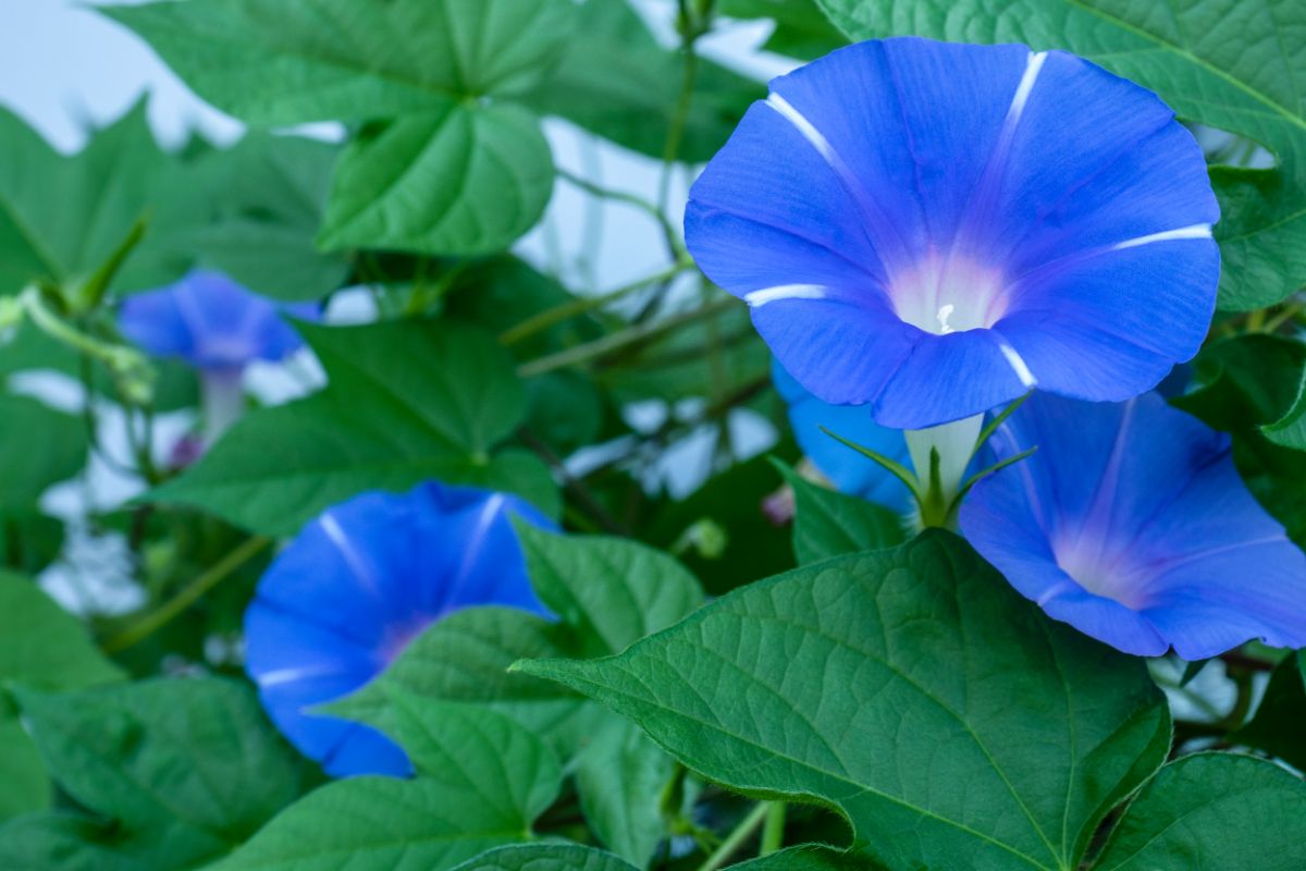 Periwinkle blue morning glories with white tips