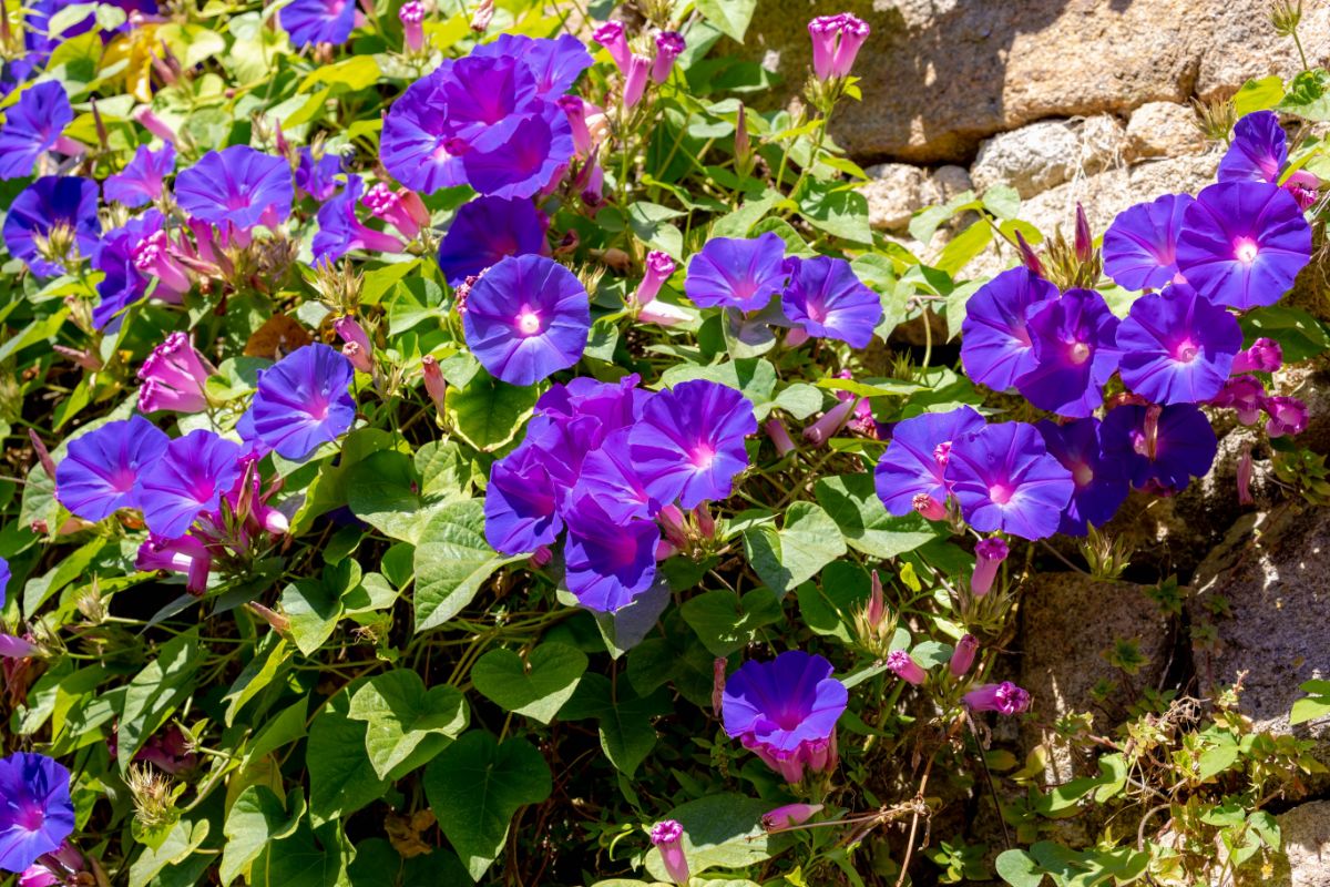 Morning glory spreading in a rock garden as a ground cover