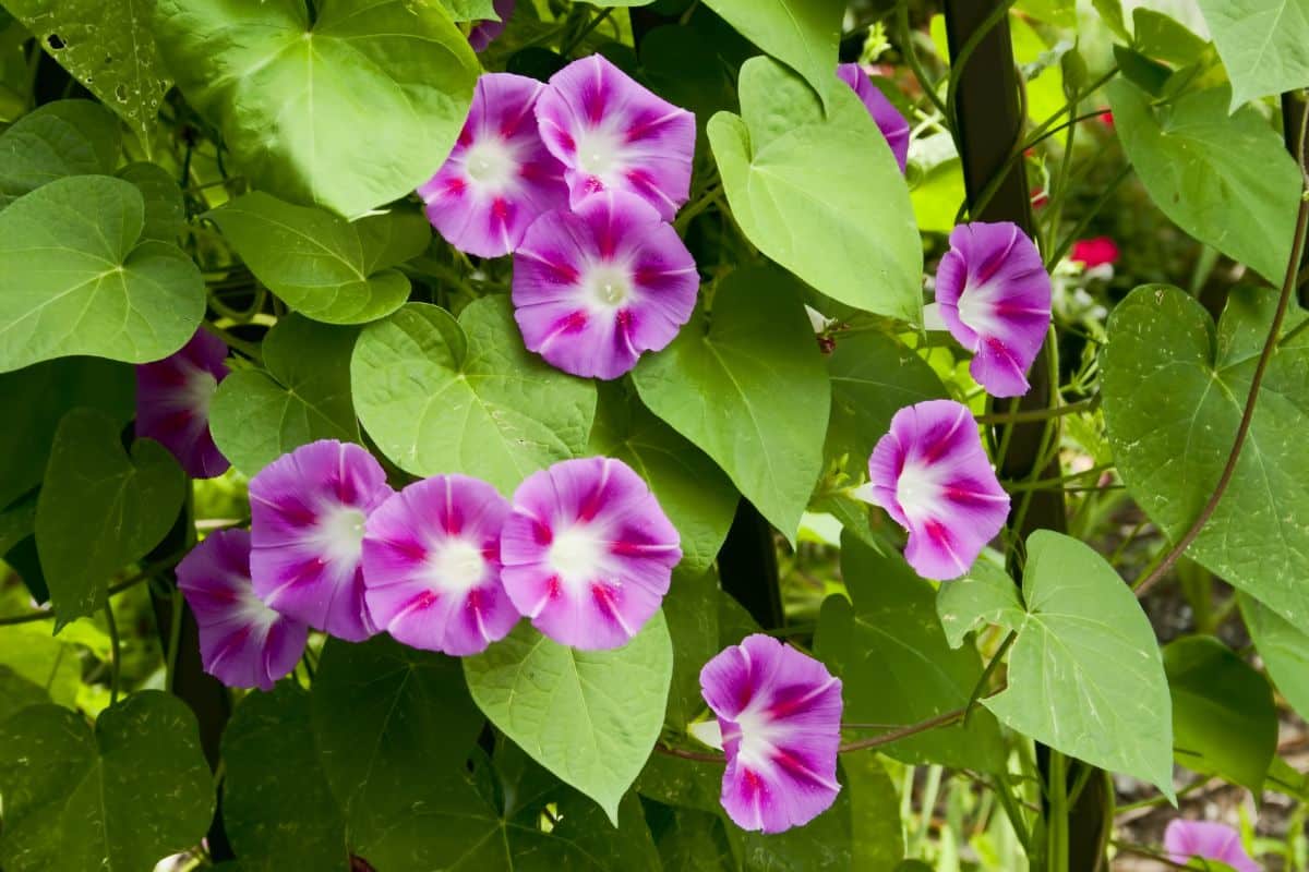 Light purple morning glories with darker accents