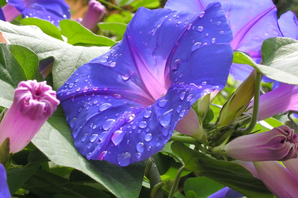 A blue morning glory with raindrops on it