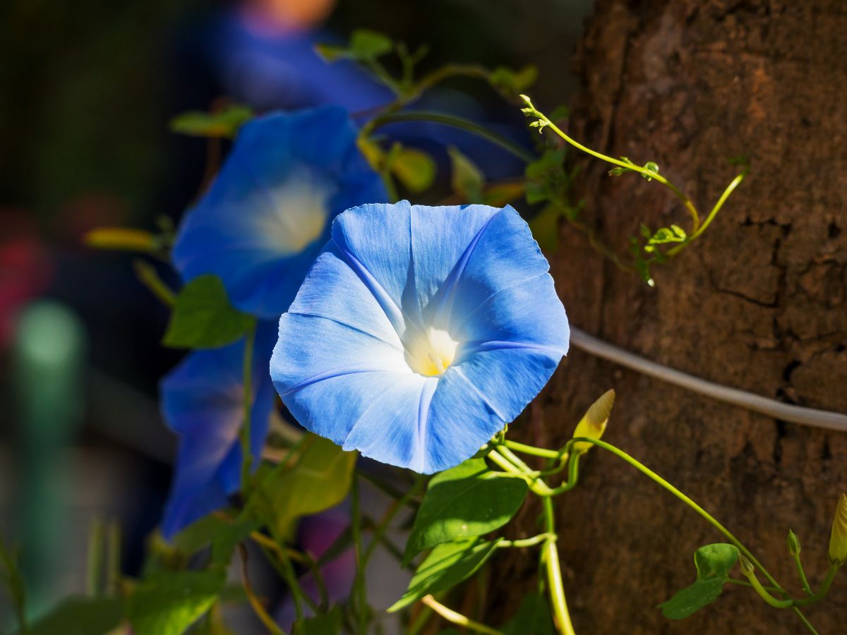 Blue morning glory flowers in full bloom