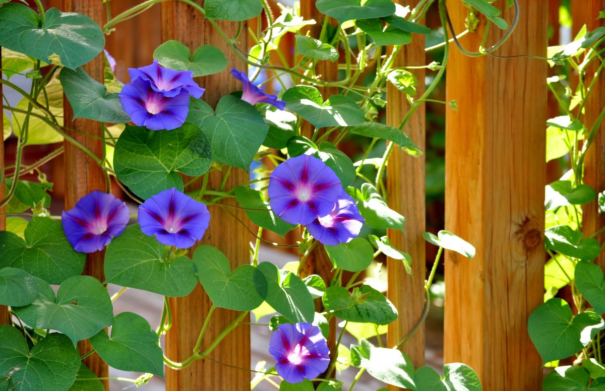 Morning glories climb in and out of a fence