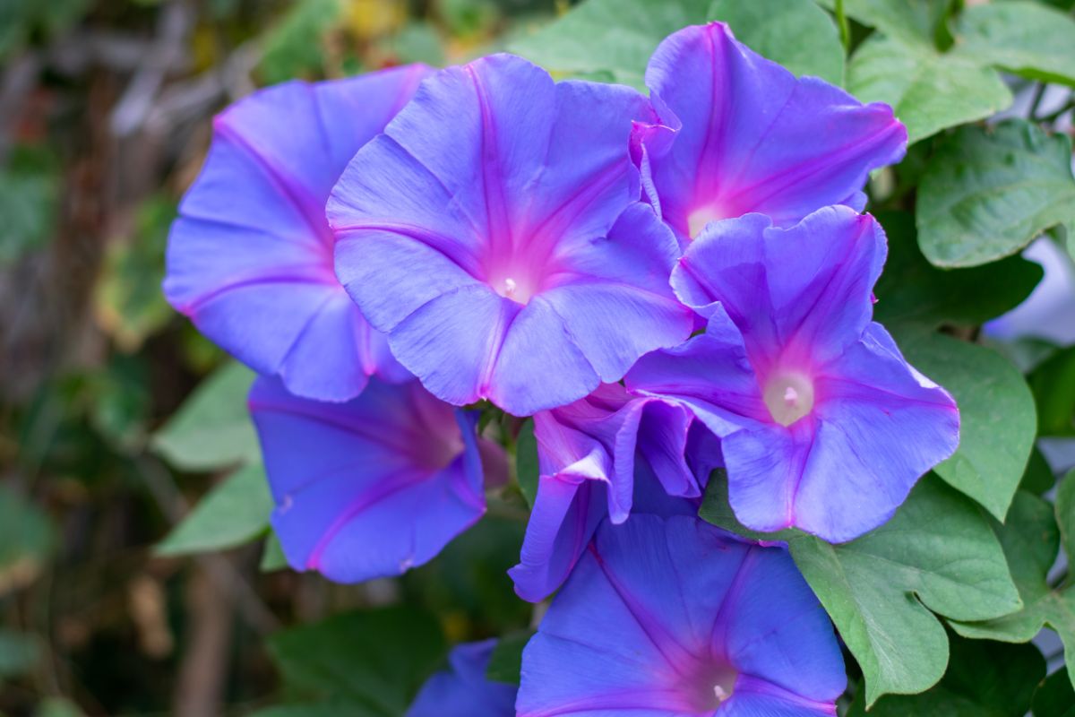 Morning glories turned light in color responding to soil pH