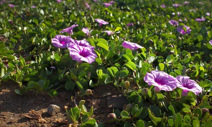 Morning Glory Full Growing Guide (Plant, Grow, and Care) - Gardening