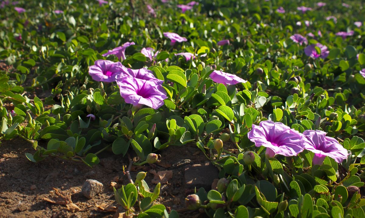 Morning glories on the ground propagated by layering