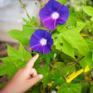 A kid's hand poiting at a morning glory plant in purple bloom.