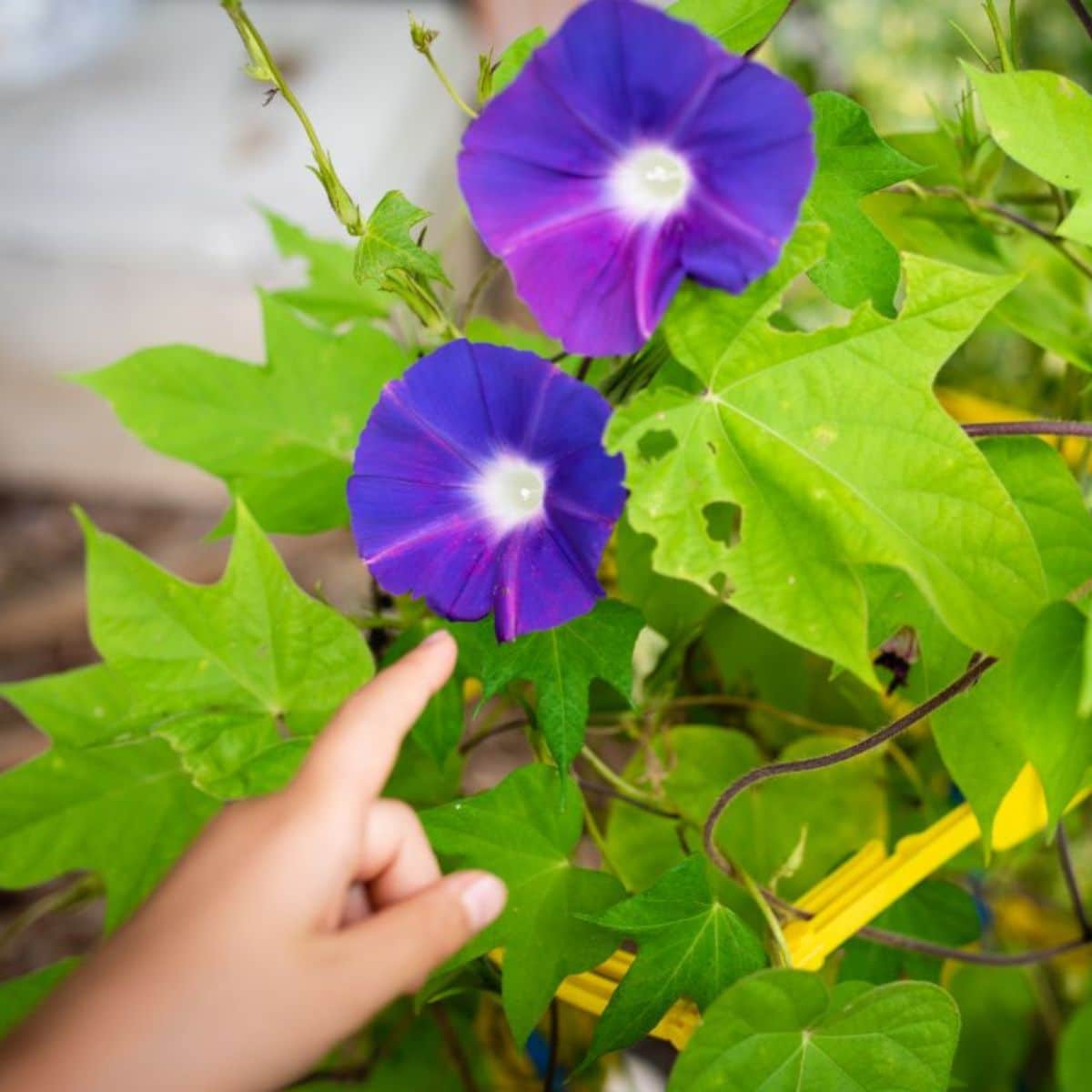 A kid's hand poiting at a morning glory plant in purple bloom.