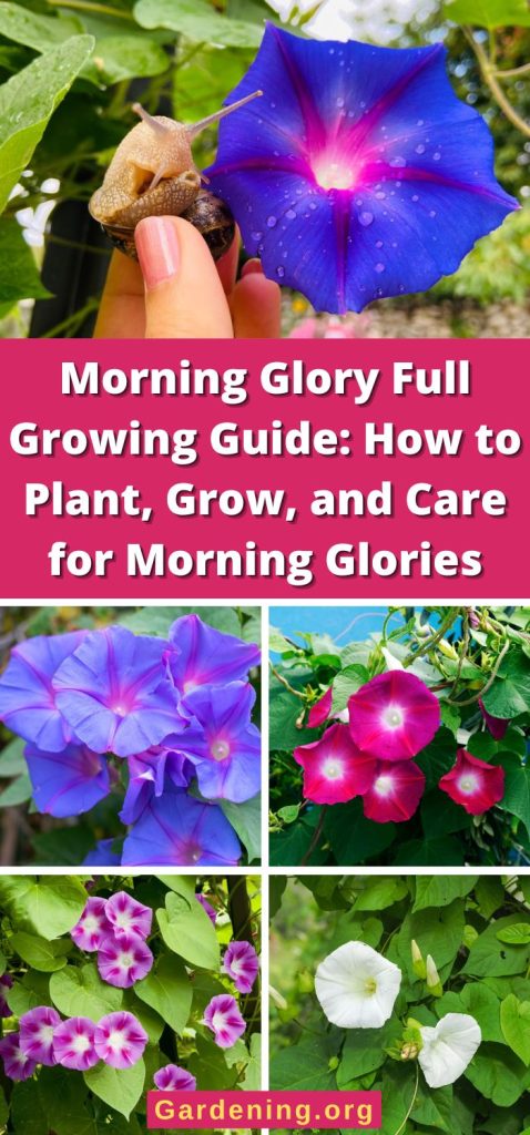 Morning Glory Full Growing Guide: How to Plant, Grow, and Care for Morning Glories pinterest image.
