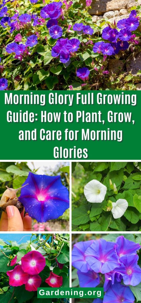 Morning Glory Full Growing Guide: How to Plant, Grow, and Care for Morning Glories pinterest image.