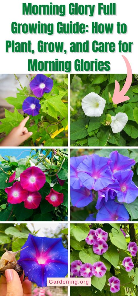 Morning Glory Full Growing Guide: How to Plant, Grow, and Care for Morning Glories pinterest image.