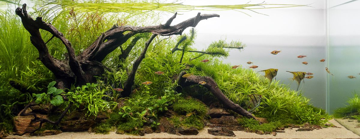 Fish swimming from a natural-looking aquarium plant design