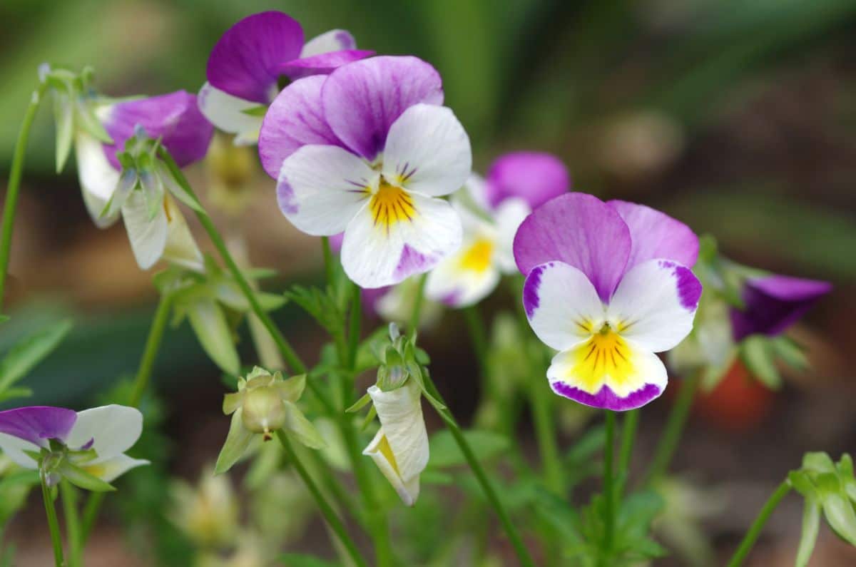 White and purple viola flowers