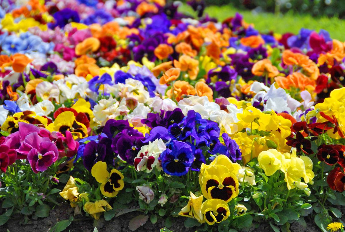A large bed of pansies in a variety of colors