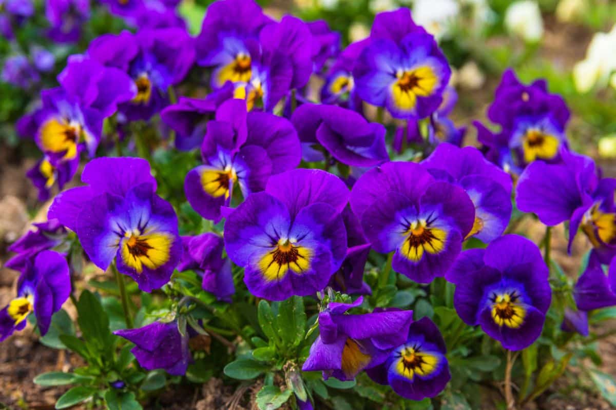 Purple-blue pansies with yellow centers