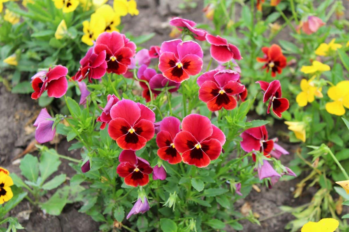 Red colored pansies in bloom