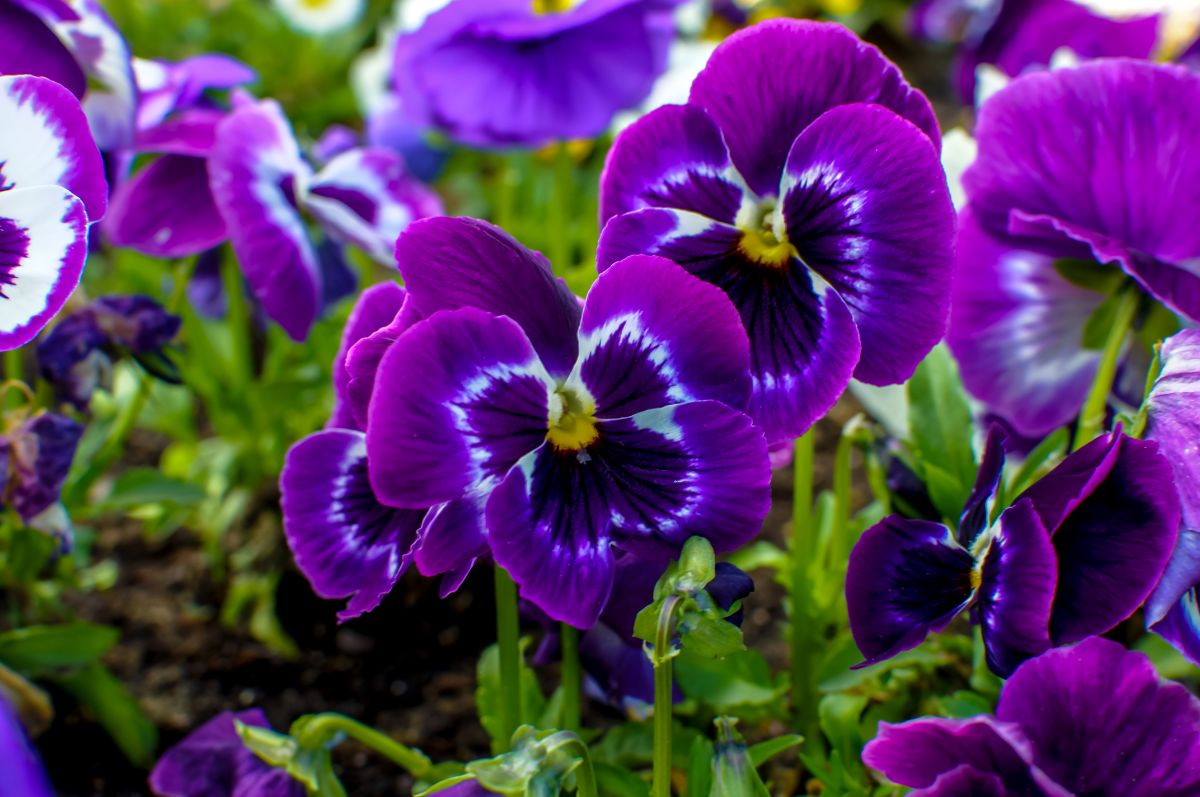 Purple pansies pop up in spring