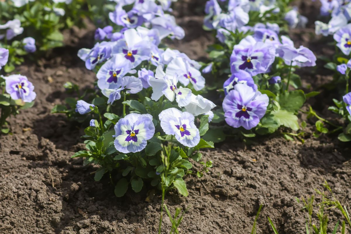 Light purple pansies planted in a flower bed
