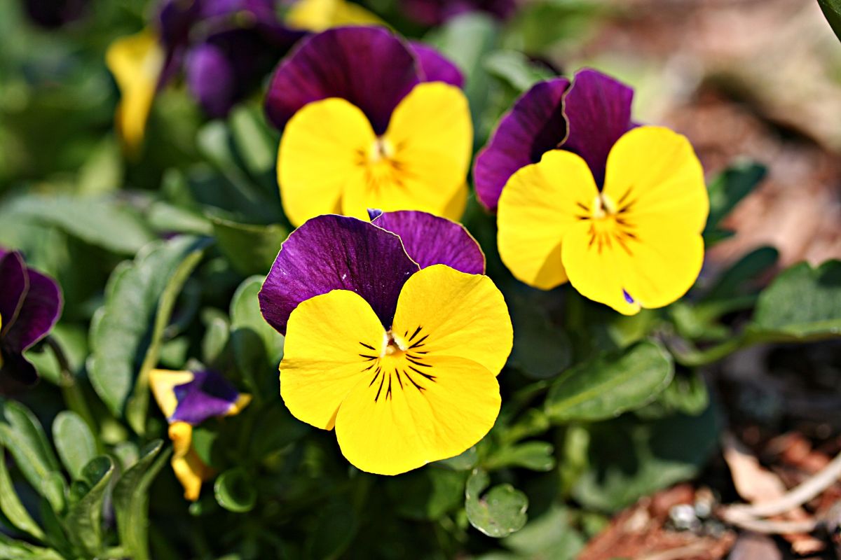 Yellow and purple classic viola flowers